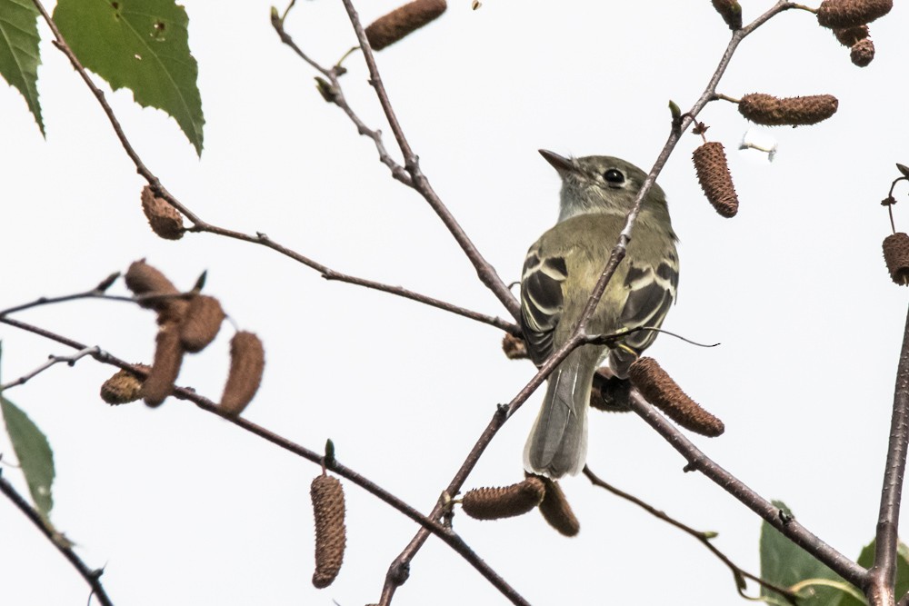 Least Flycatcher - ML640974333