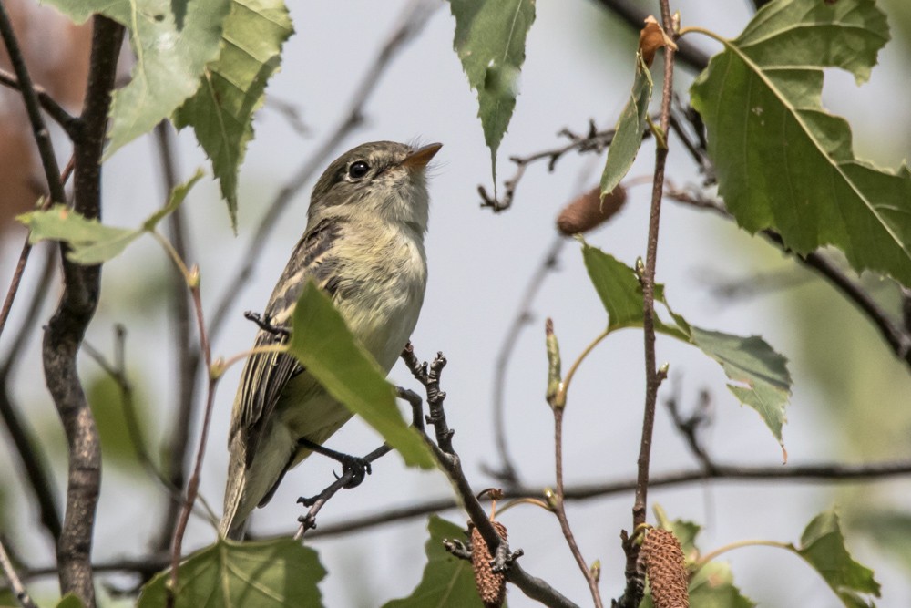 Least Flycatcher - ML640974336