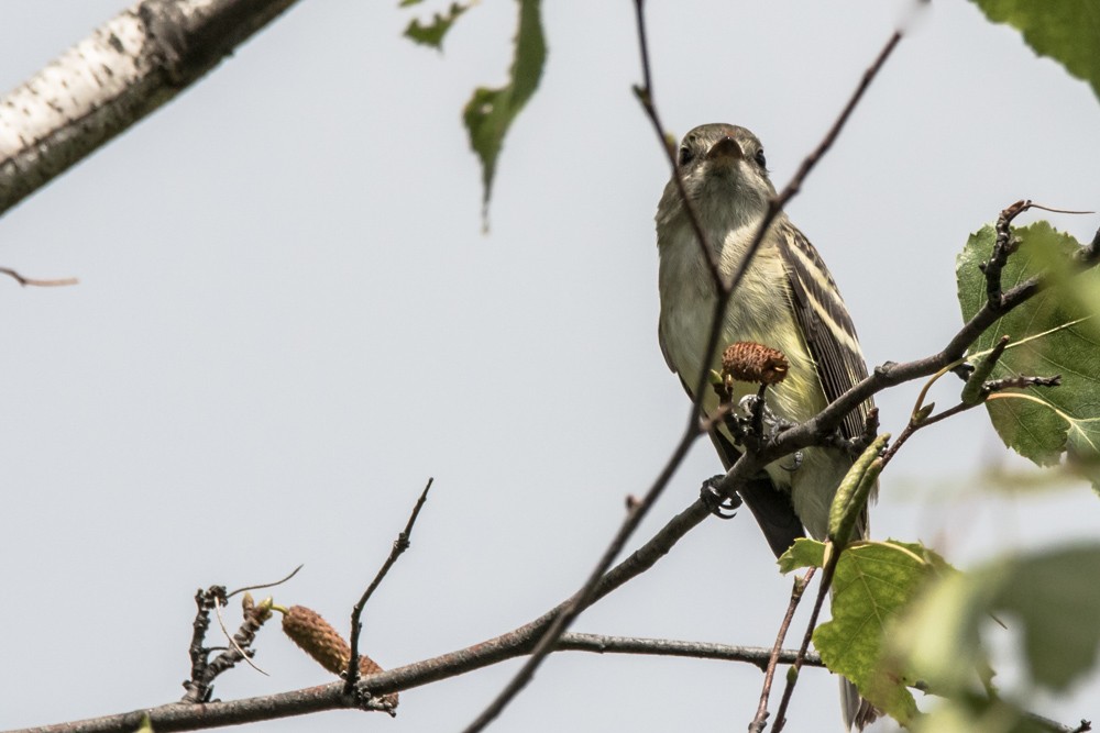 Least Flycatcher - ML640974346