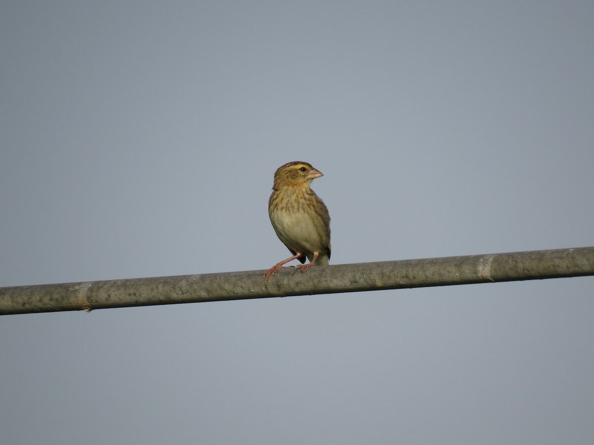 Yellow-crowned Bishop - ML640974347