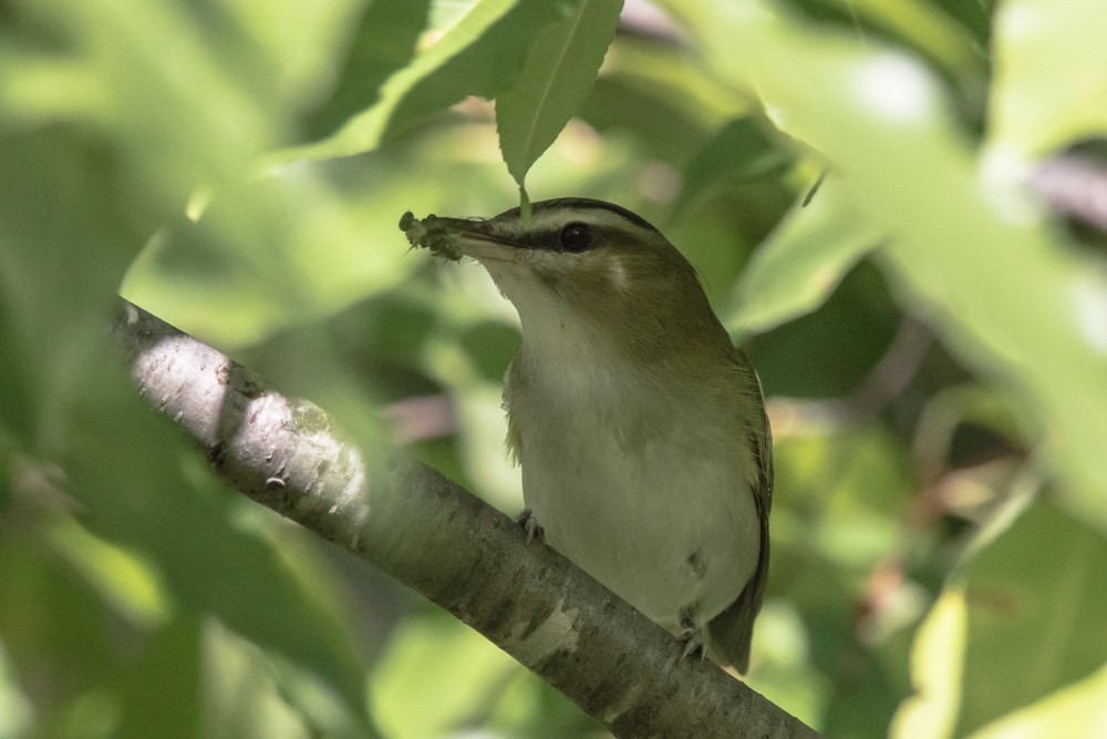Red-eyed Vireo - ML640974350