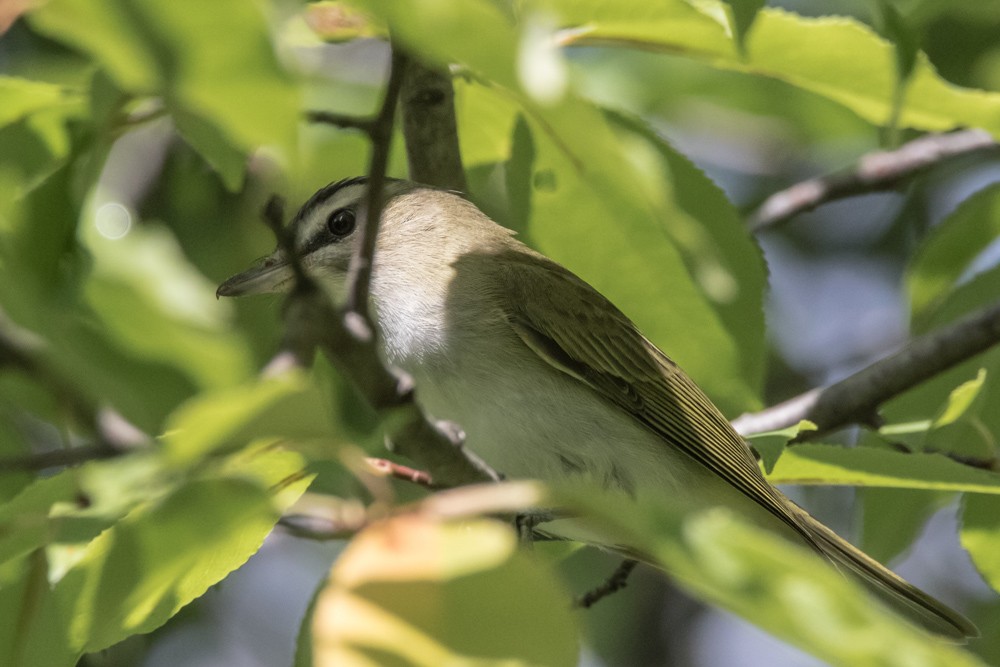 Red-eyed Vireo - ML640974360