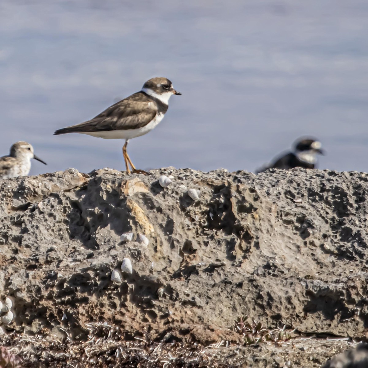 Semipalmated Plover - ML640974362
