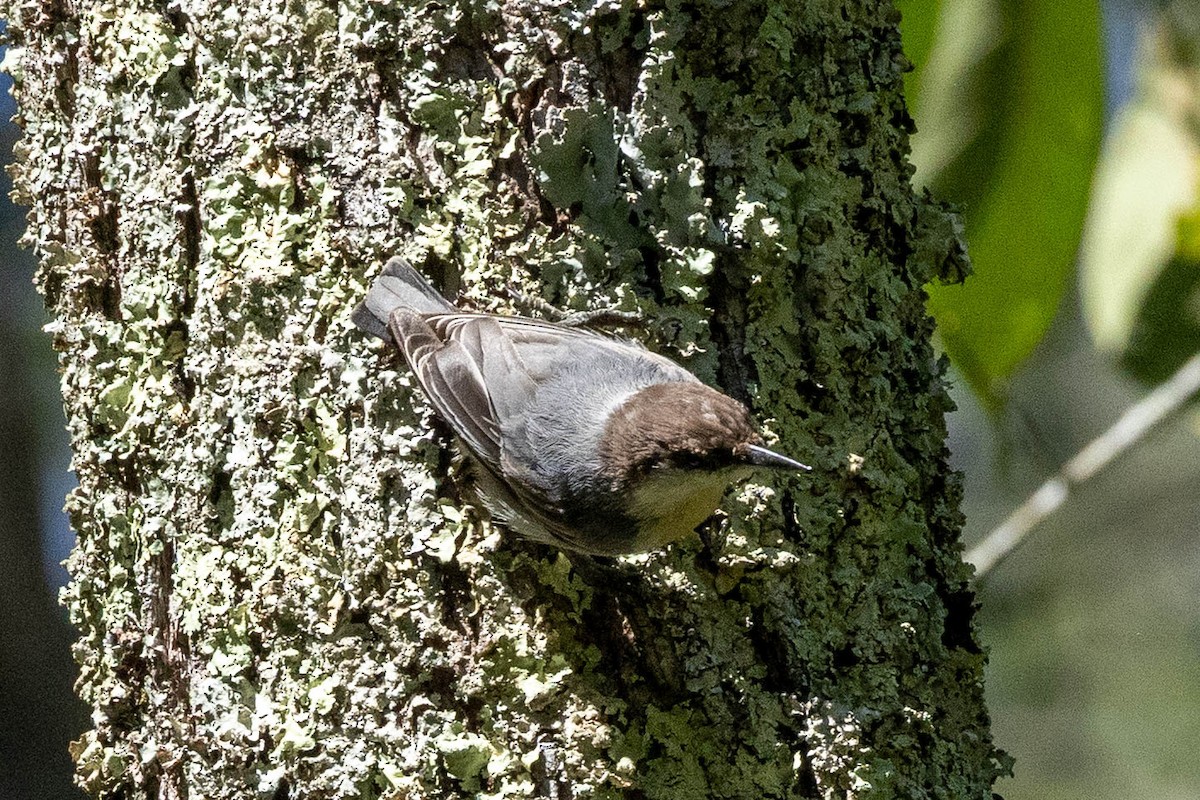 Brown-headed Nuthatch - ML640974364