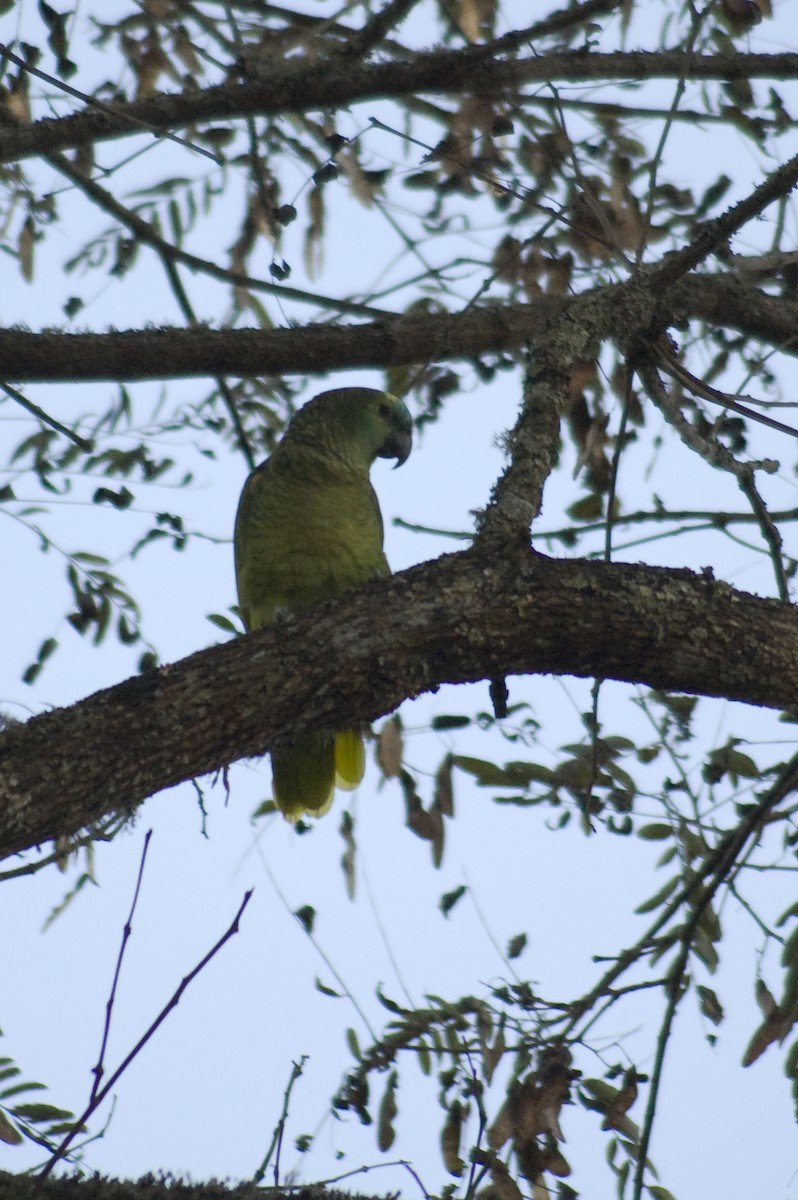 Turquoise-fronted Amazon - ML640974368
