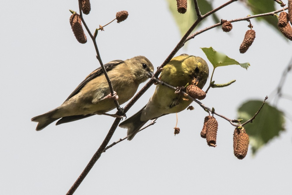American Goldfinch - ML640974374