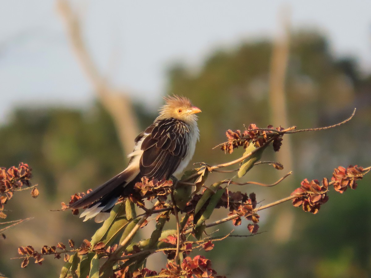 Guira Cuckoo - ML640974376