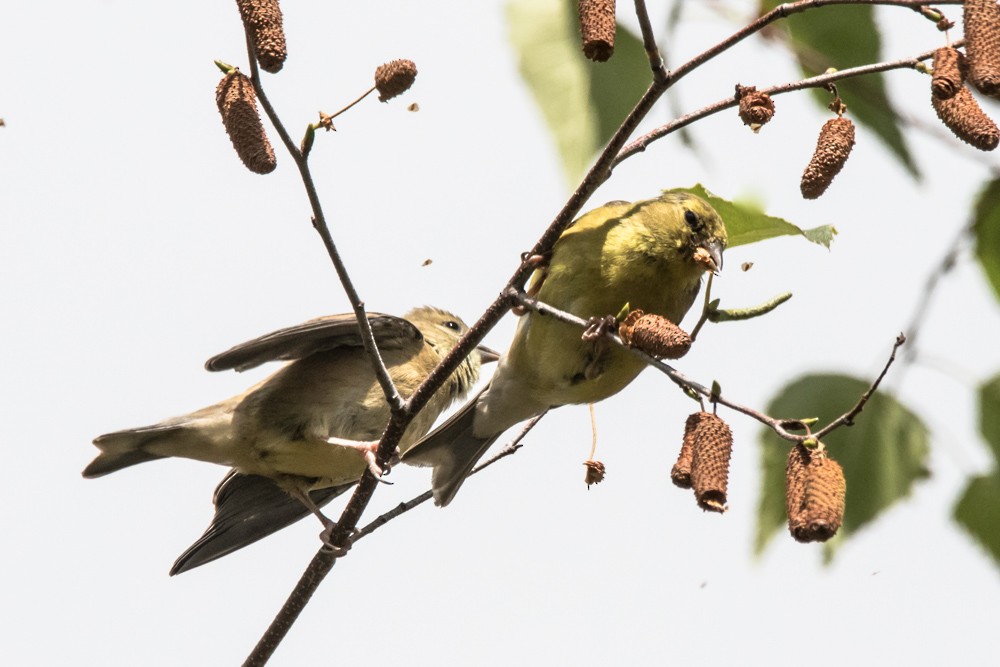 American Goldfinch - ML640974377