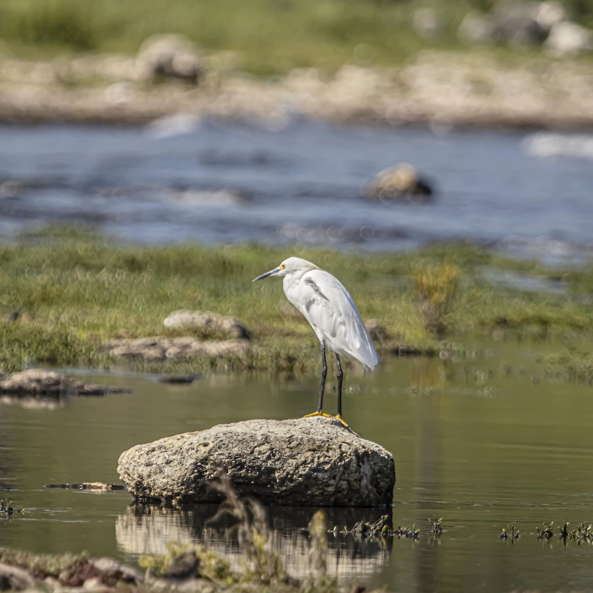 Snowy Egret - ML640974379