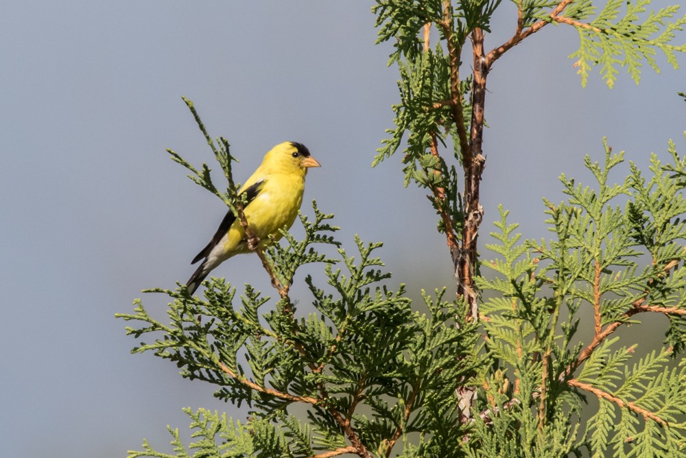 American Goldfinch - ML640974389