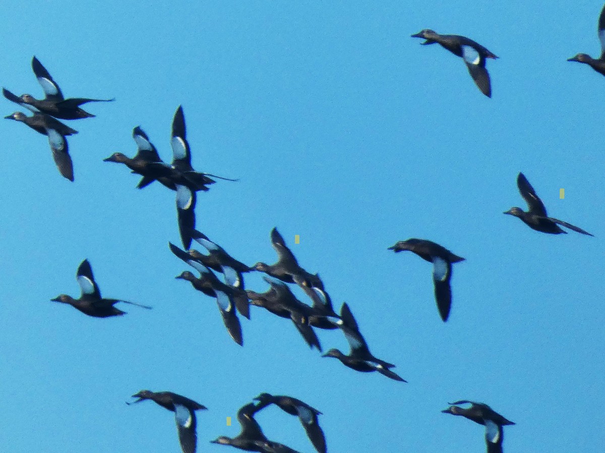 Blue-winged Teal - ML640974390