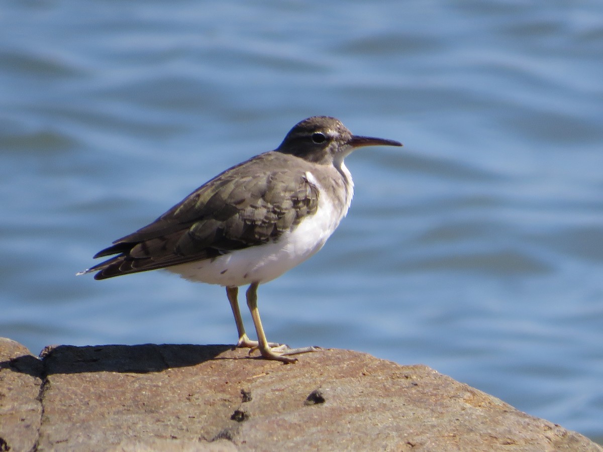 Spotted Sandpiper - ML640974420