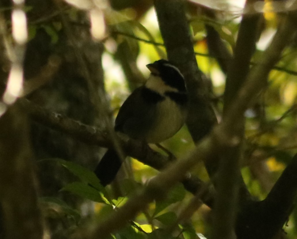 Half-collared Sparrow - ML640974435