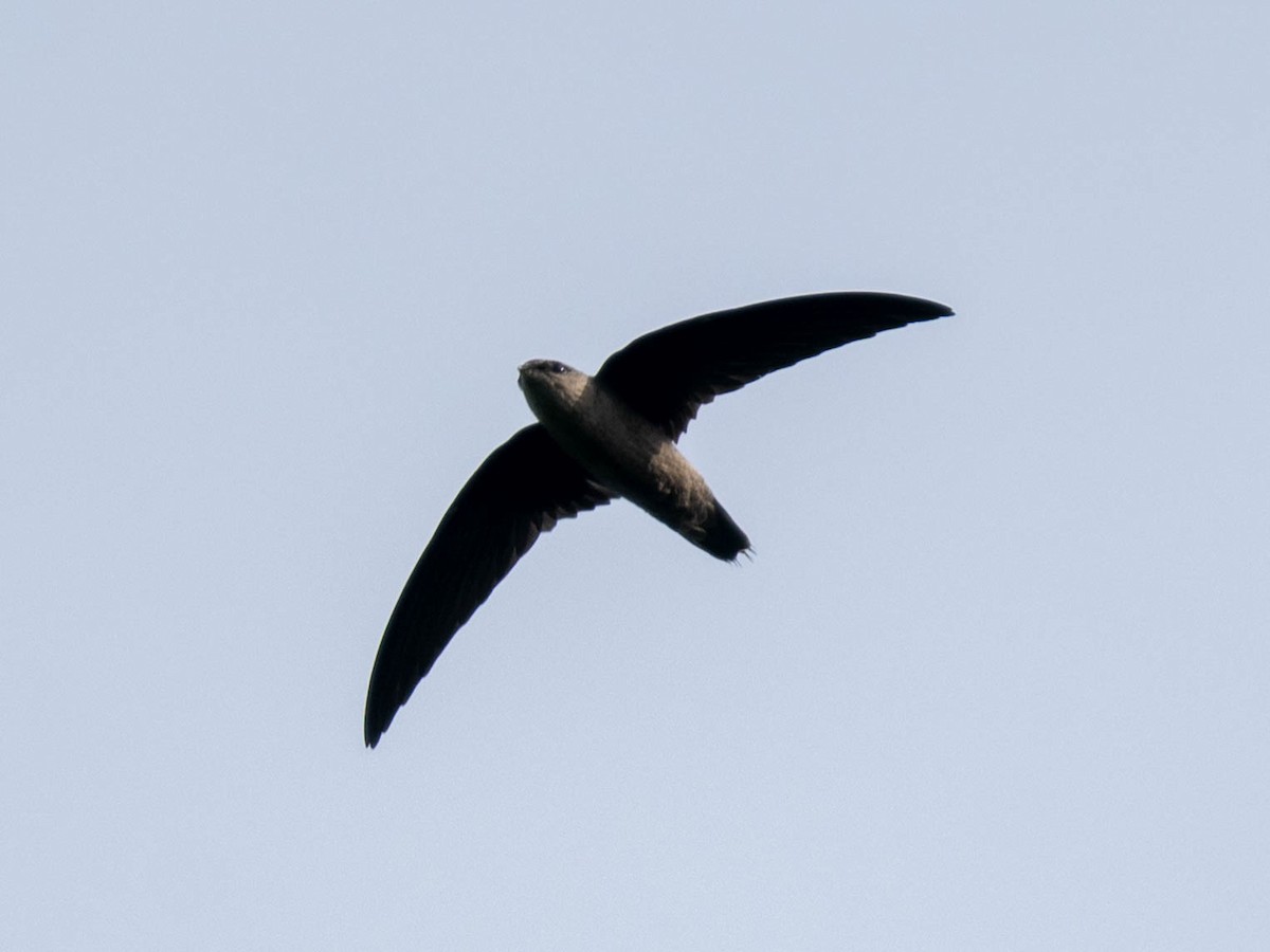 Chimney Swift - ML640974445