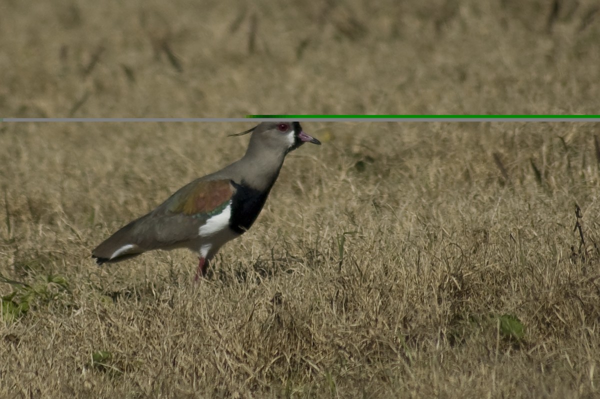 Southern Lapwing - ML640974446