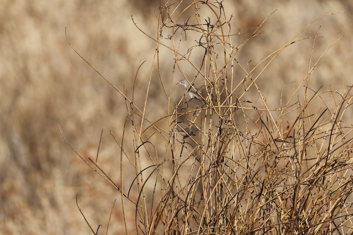 Eastern Subalpine Warbler - ML640974454