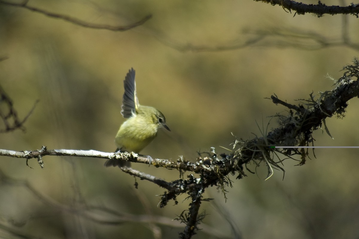 Mottle-cheeked Tyrannulet - ML640974455
