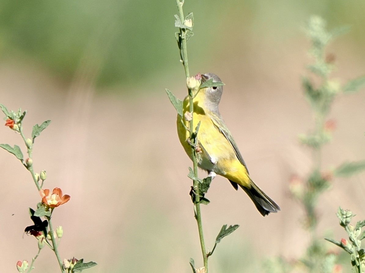 bjørkeparula - ML640974470