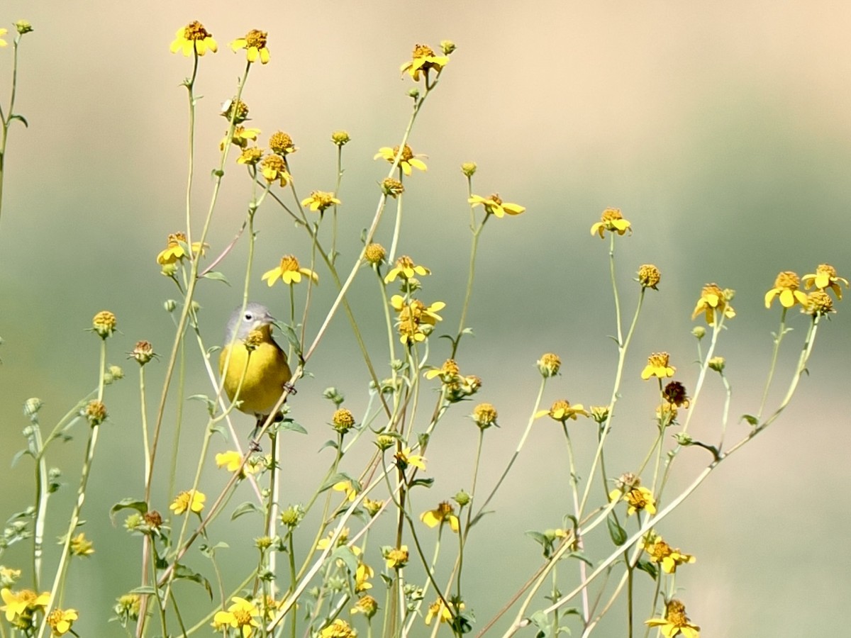 bjørkeparula - ML640974471