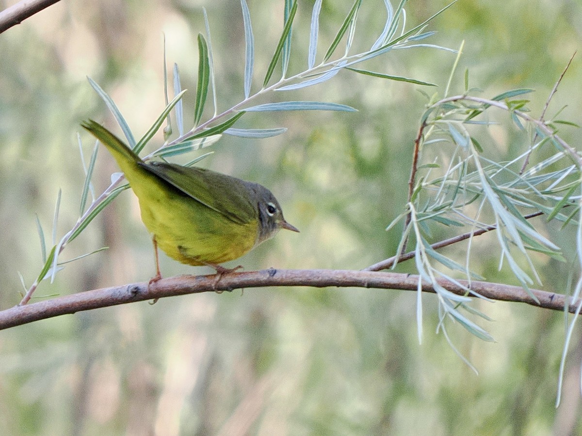 kjerrparula - ML640974501