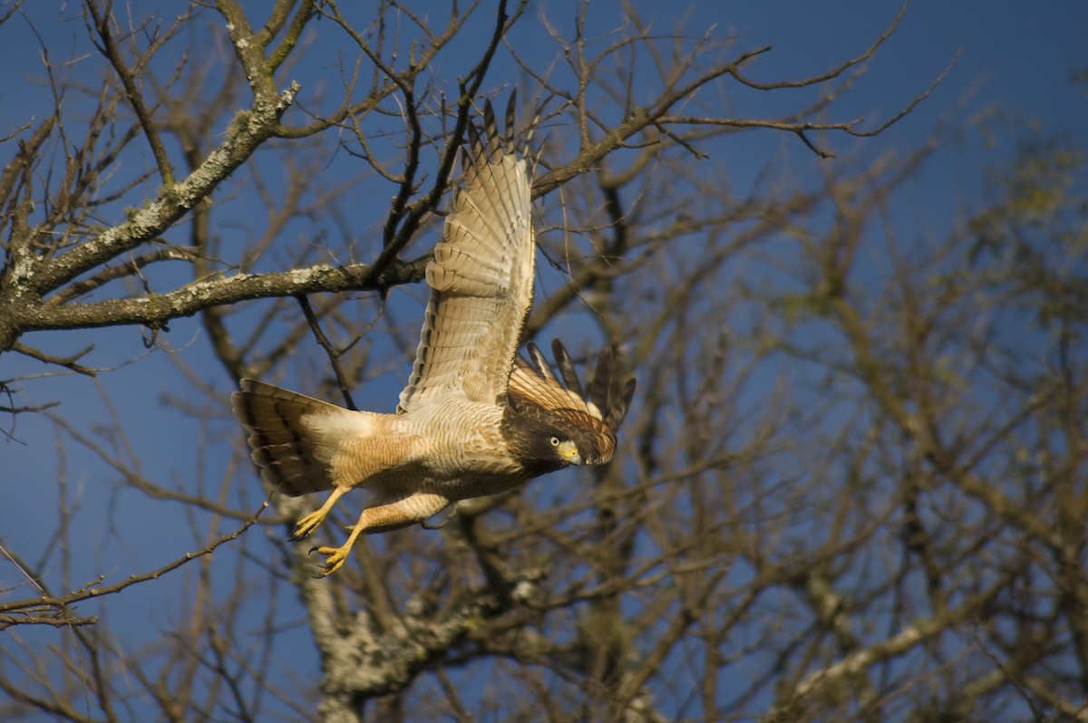 Roadside Hawk - ML640974510