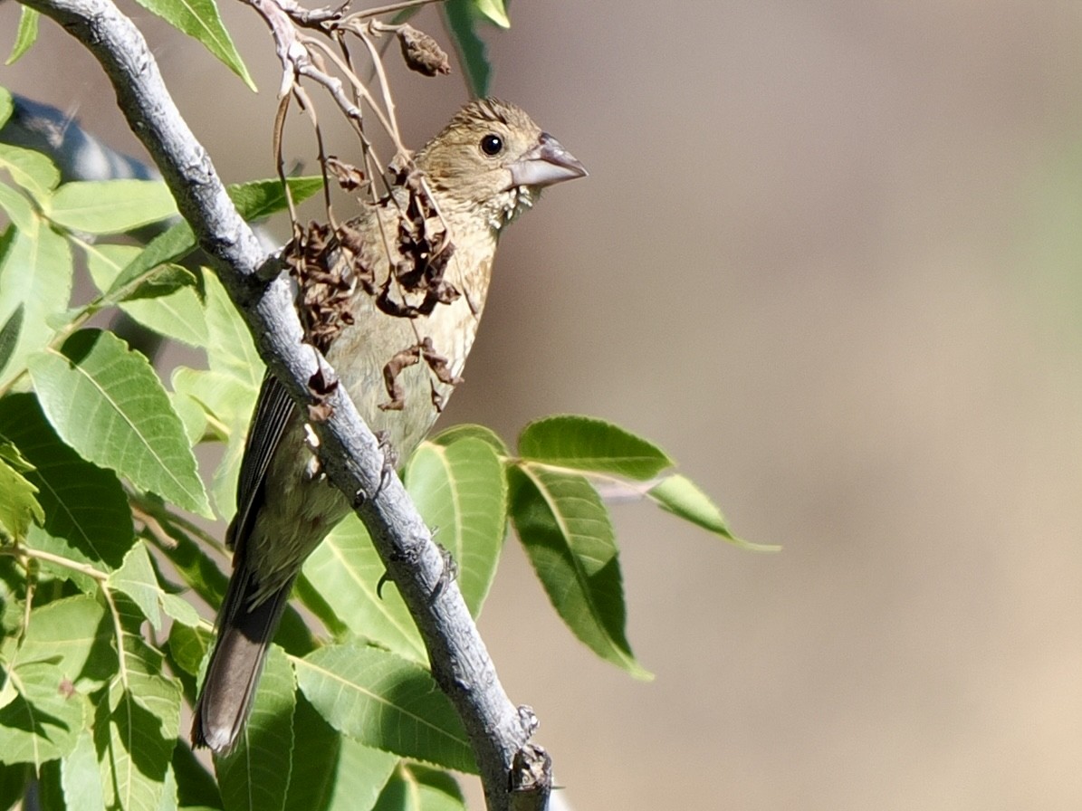 blåtykknebb - ML640974546