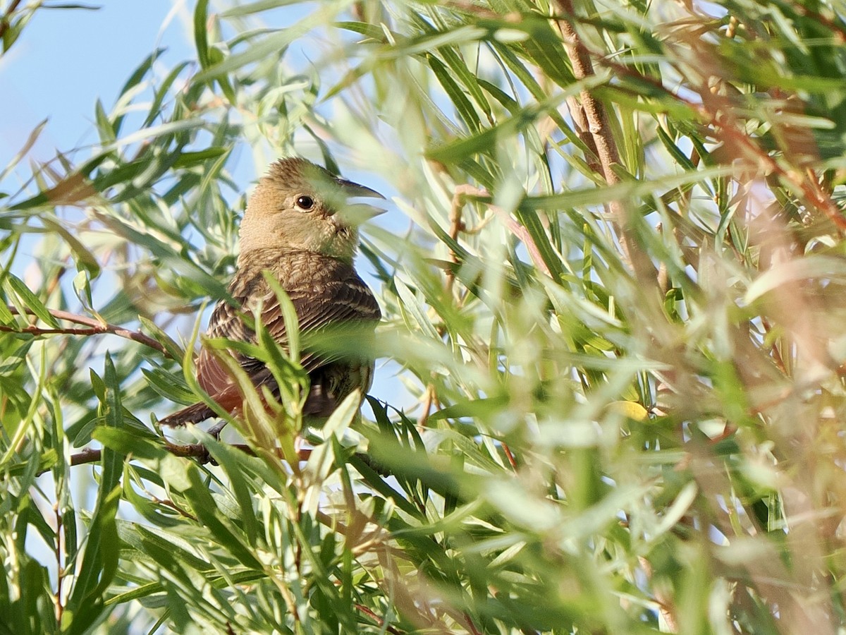 blåtykknebb - ML640974547