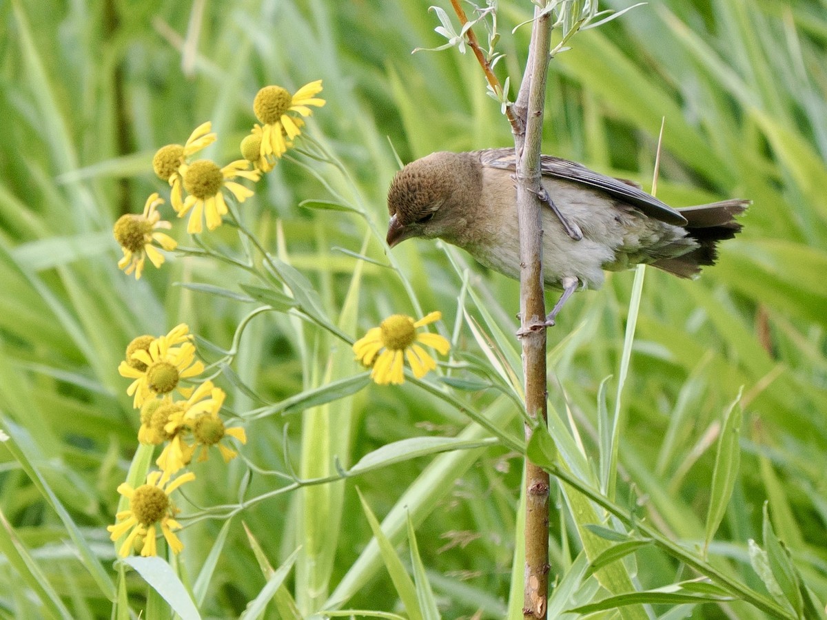 blåtykknebb - ML640974548