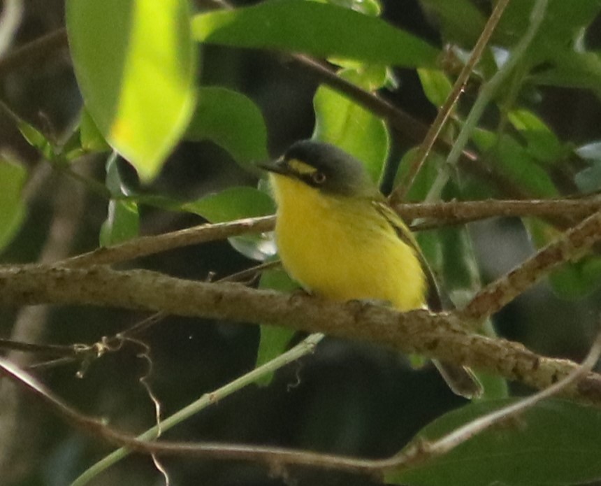 Gray-headed Tody-Flycatcher - ML640974597
