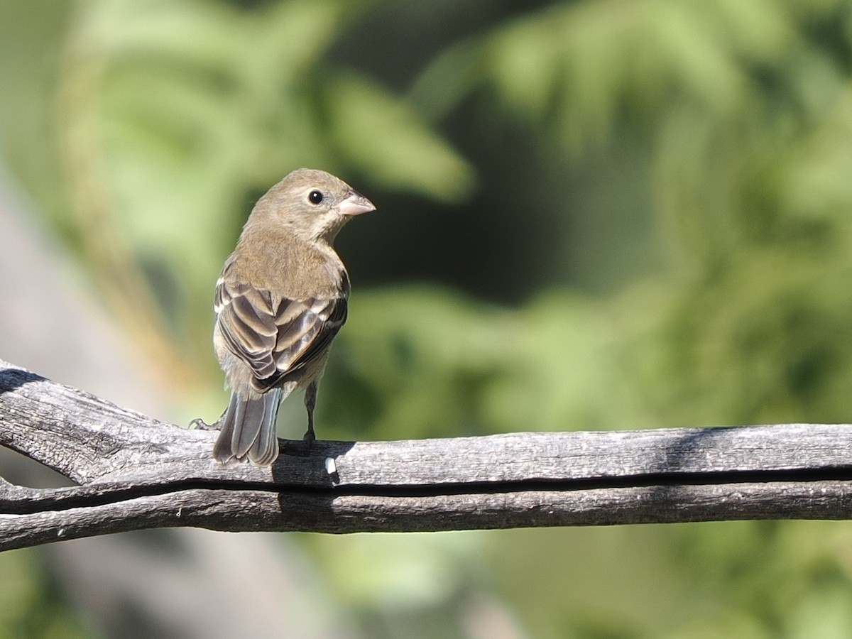 lazulispurv - ML640974610