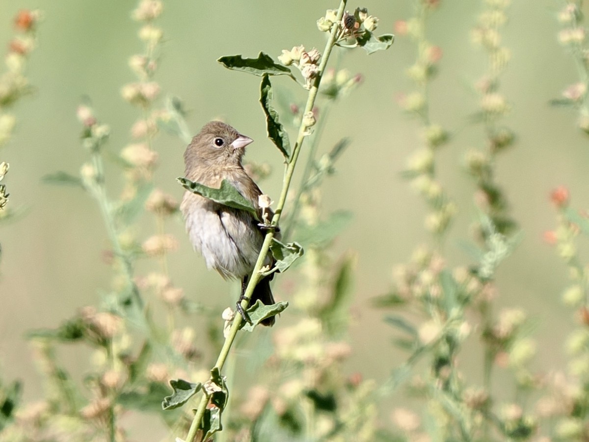 lazulispurv - ML640974611