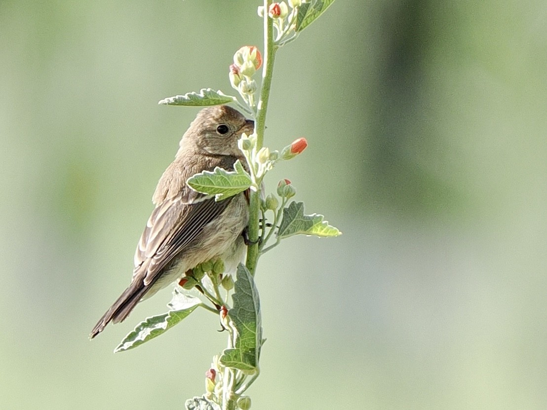 lazulispurv - ML640974612