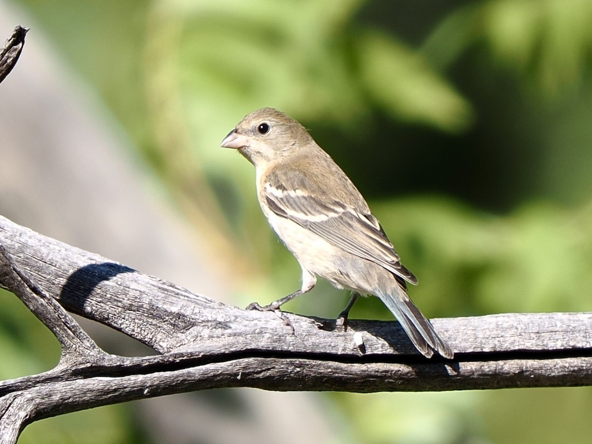 lazulispurv - ML640974613