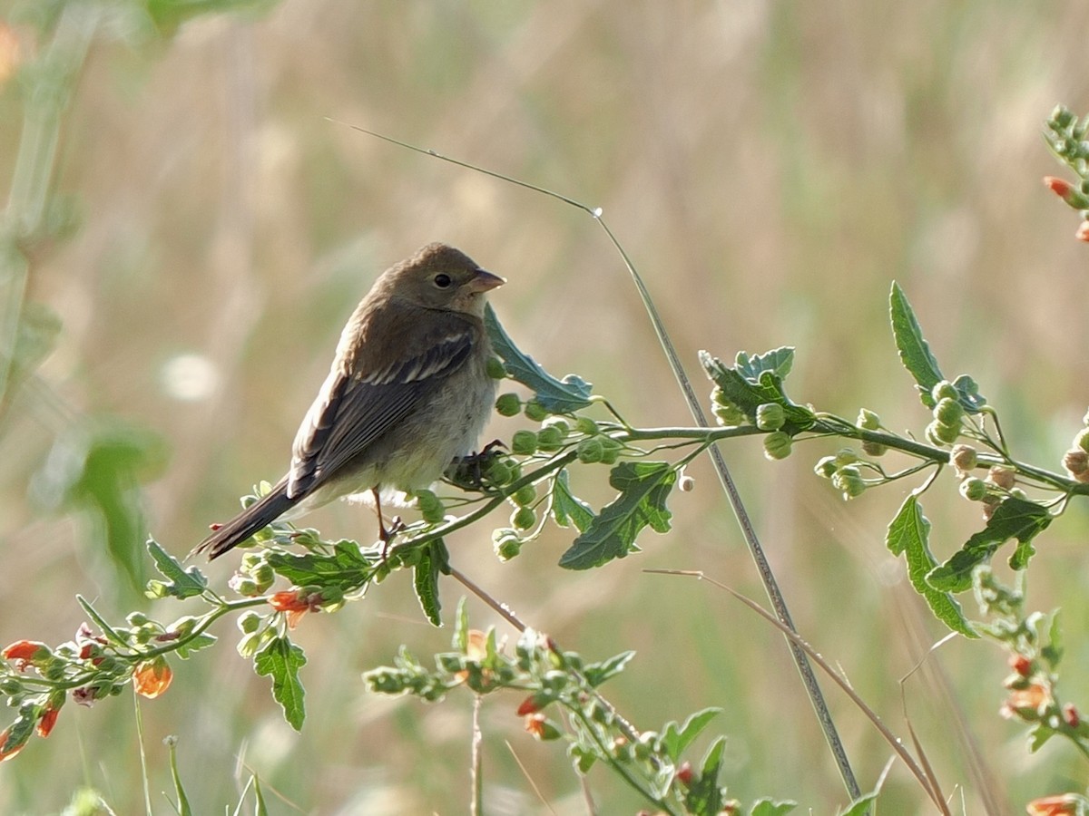 lazulispurv - ML640974614