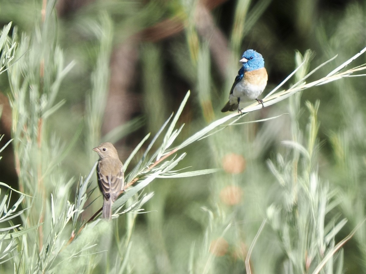 lazulispurv - ML640974615