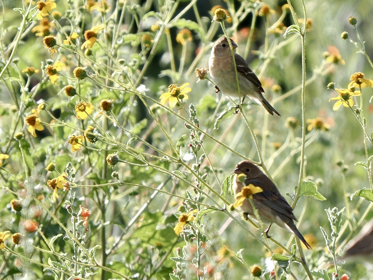 lazulispurv - ML640974616