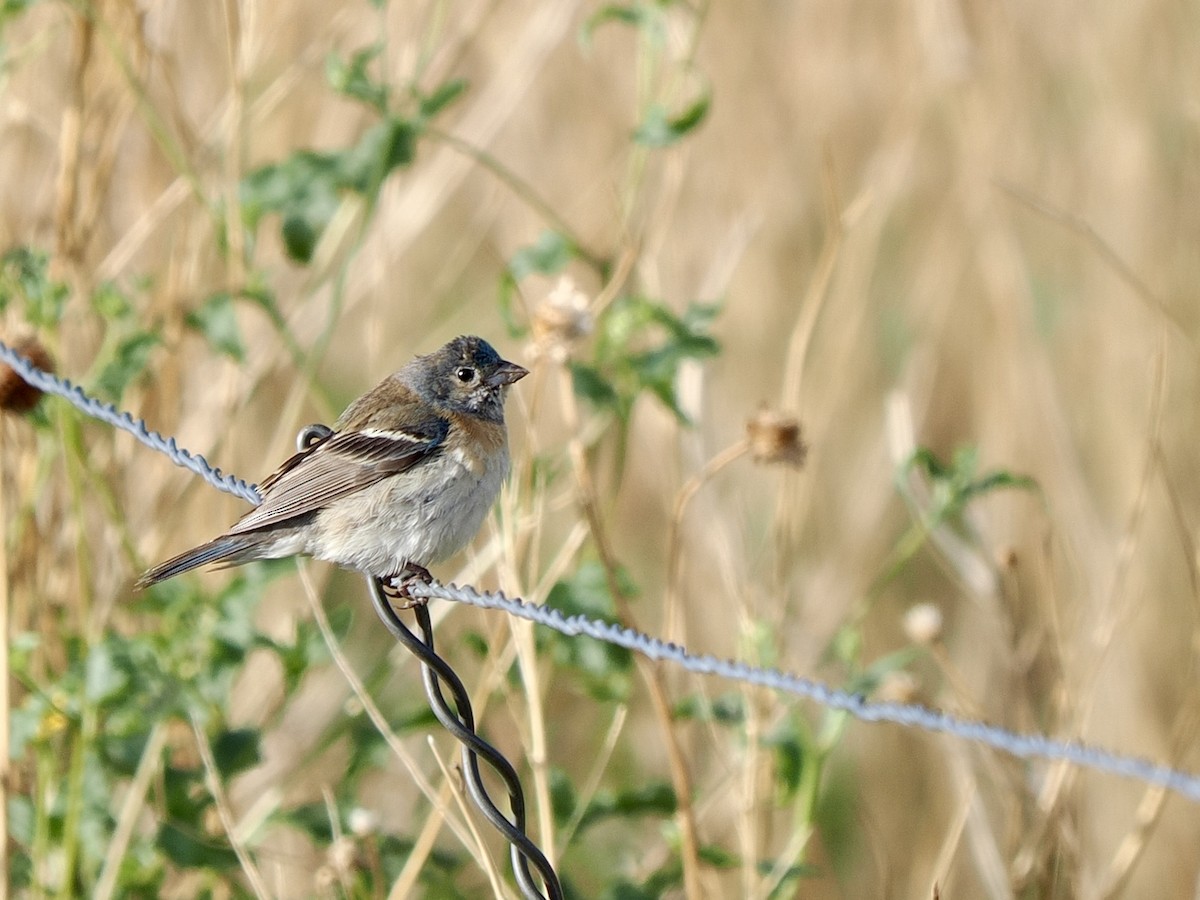 lazulispurv - ML640974617