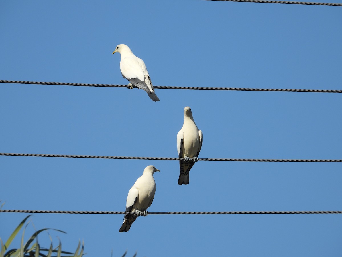 Torresian Imperial-Pigeon - ML640974621