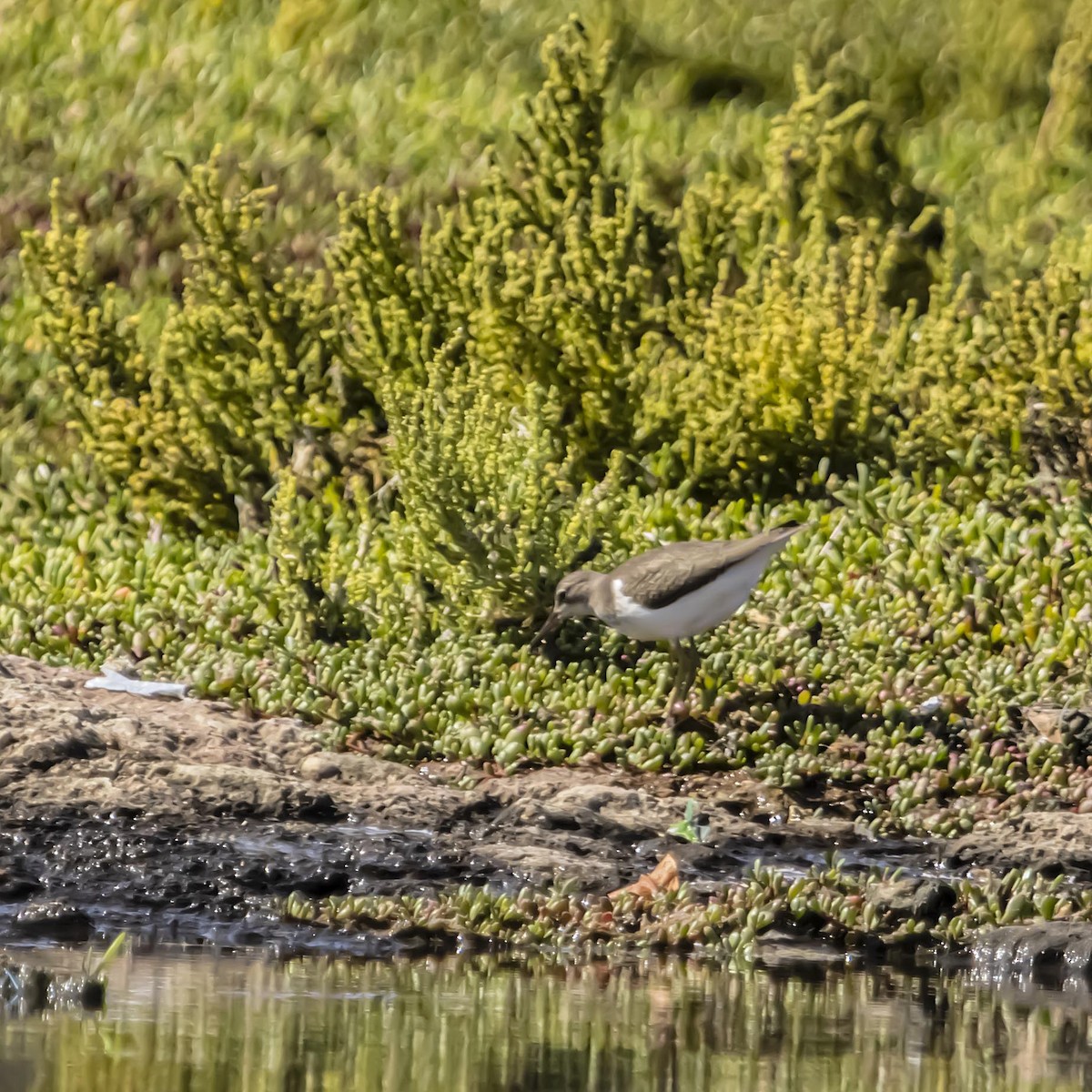 Spotted Sandpiper - ML640974636