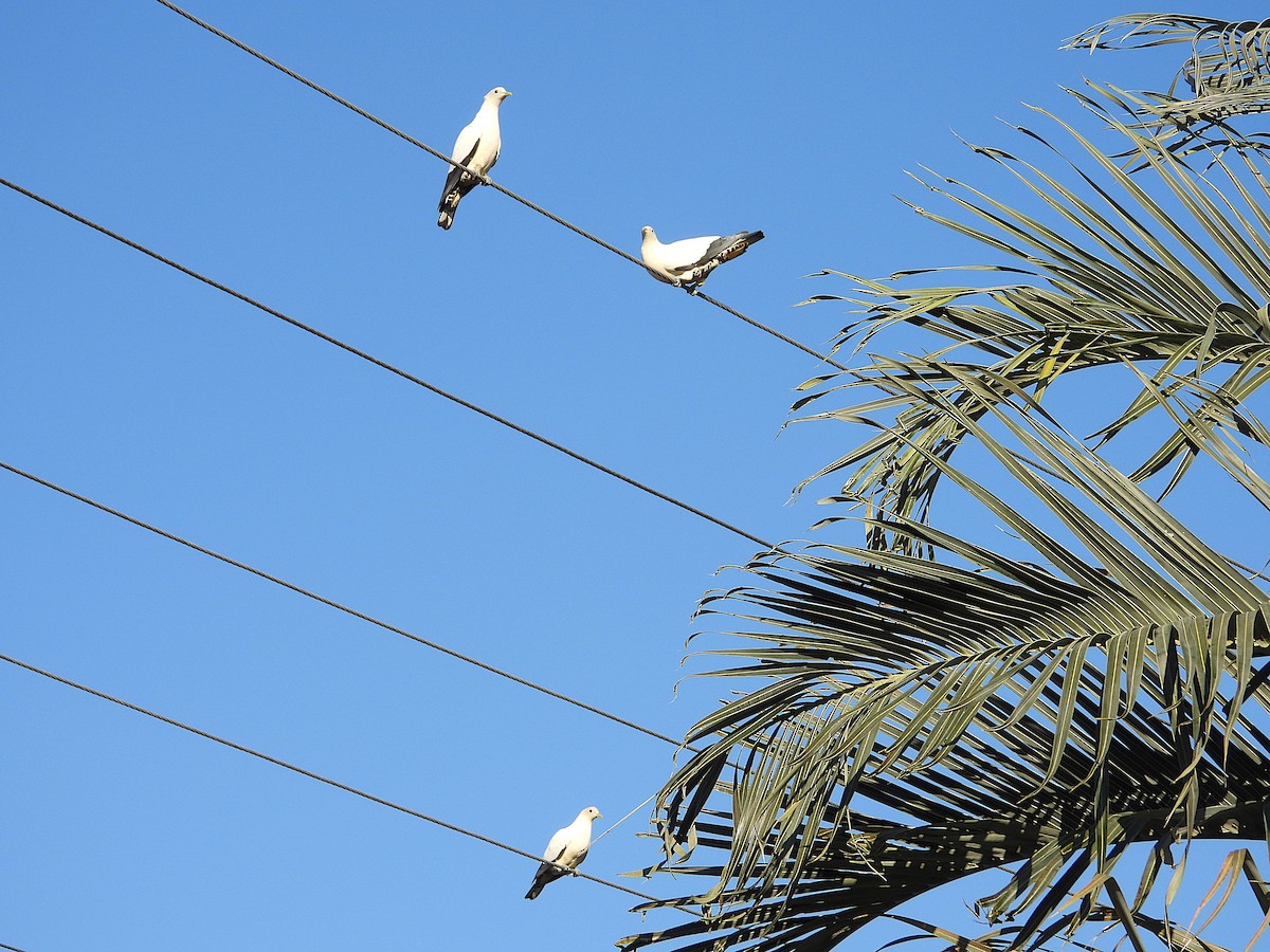 Torresian Imperial-Pigeon - ML640974682