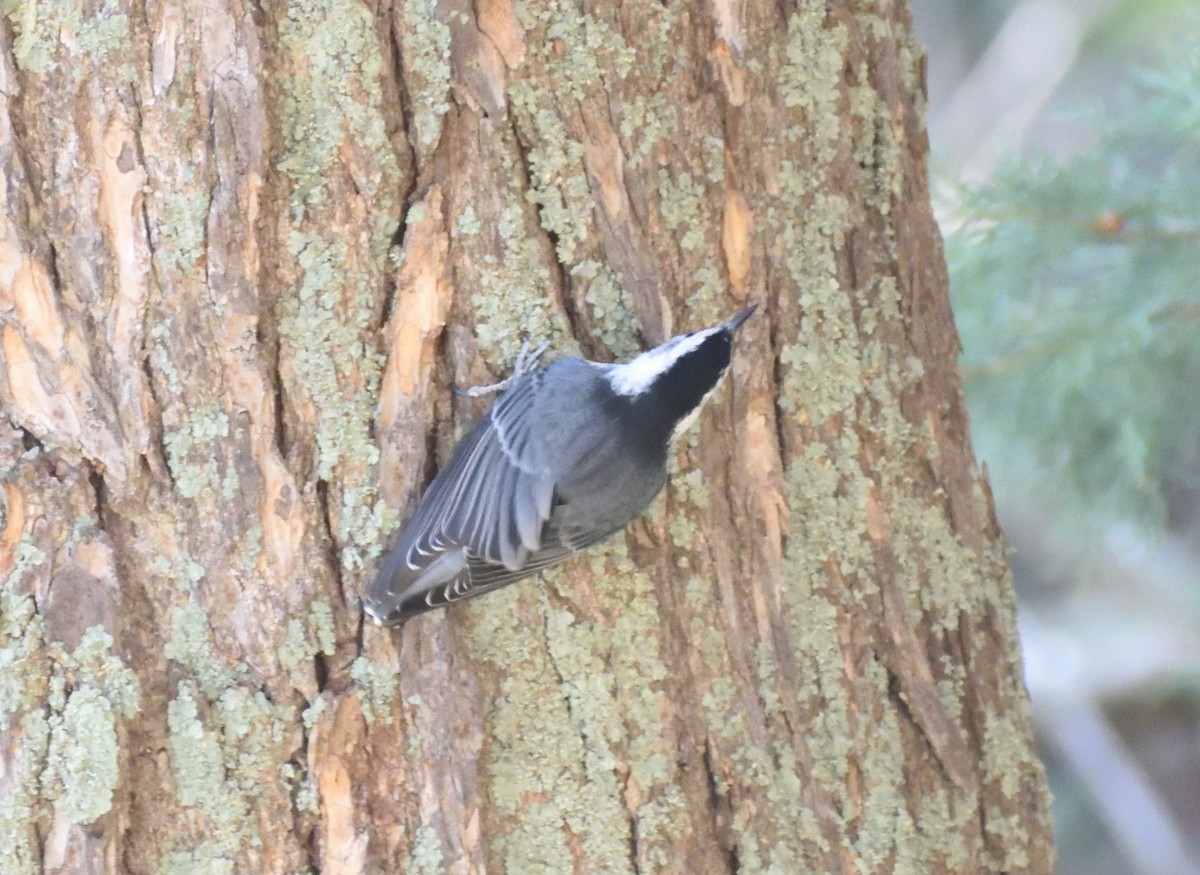 White-breasted Nuthatch - ML640974706