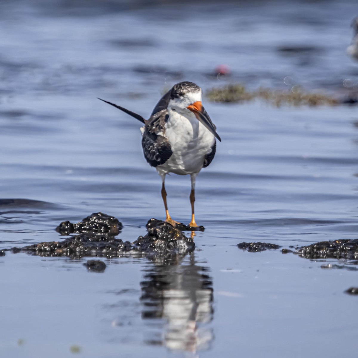Black Skimmer - ML640974708