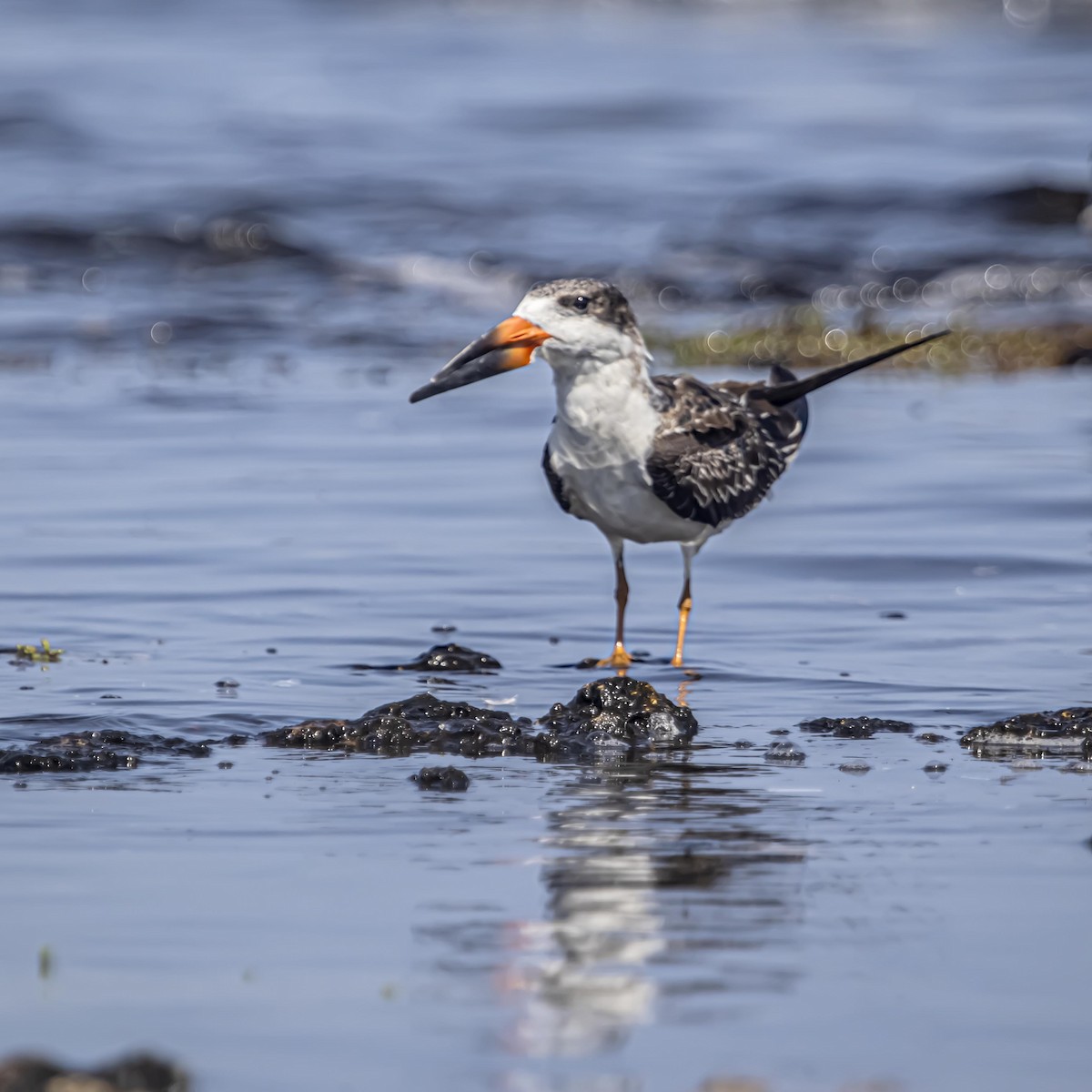 Black Skimmer - ML640974709