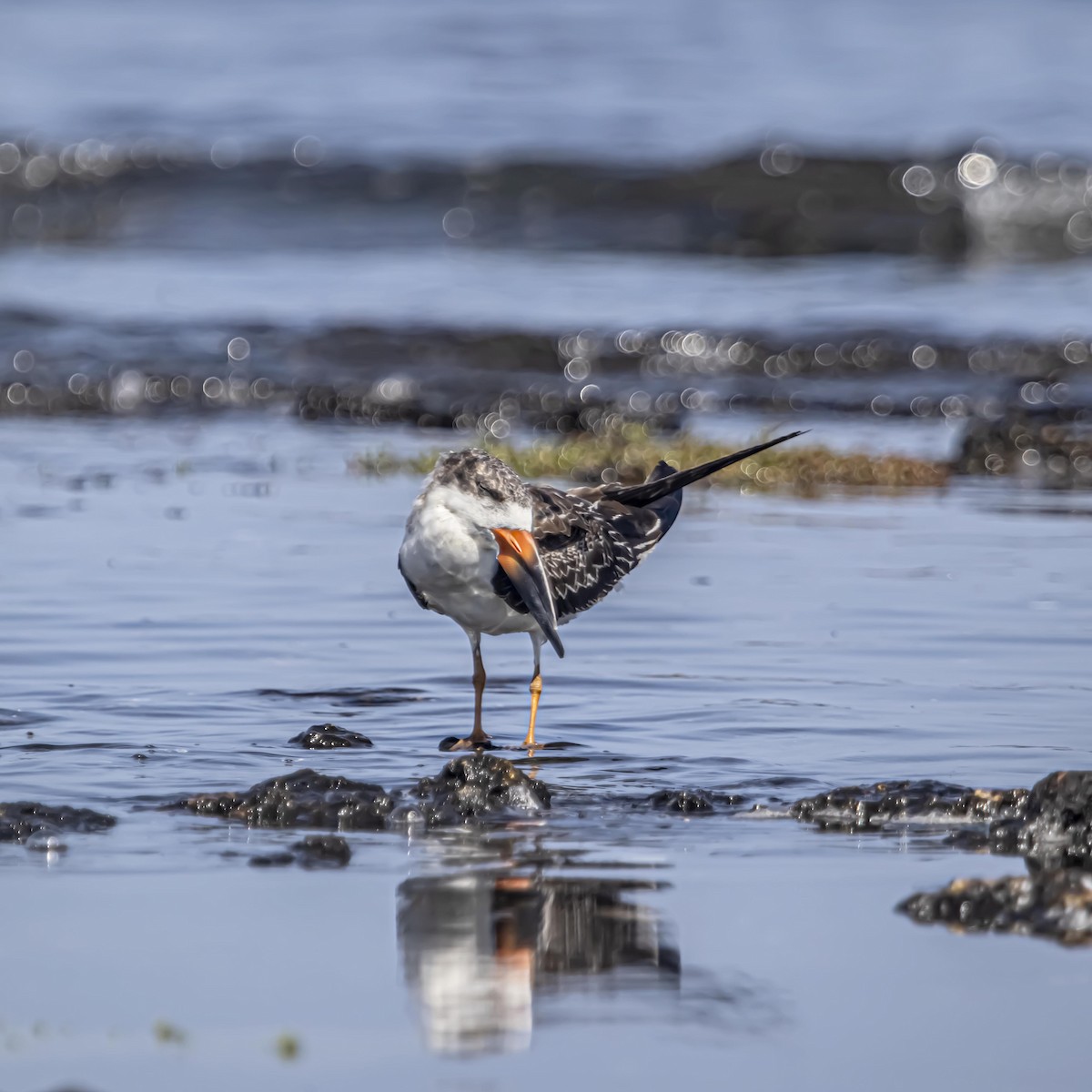 Black Skimmer - ML640974710