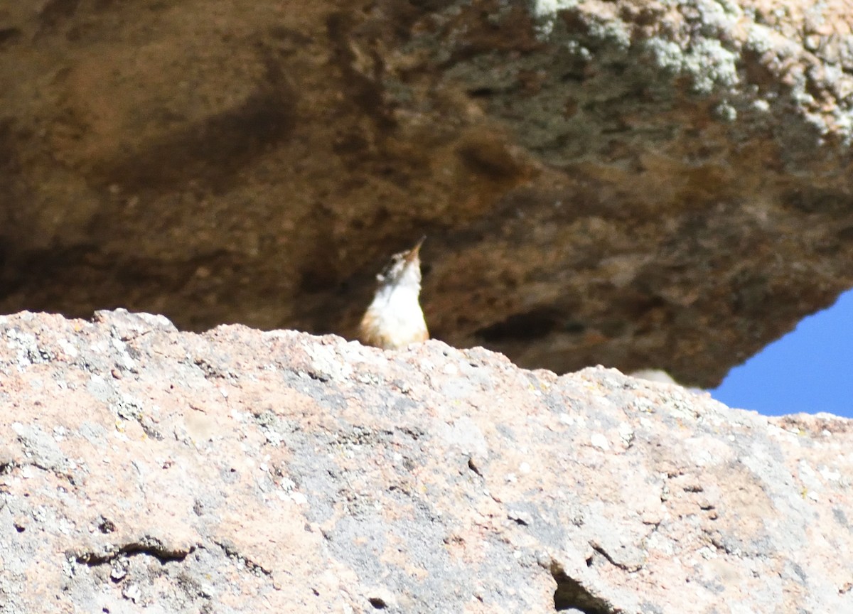 Canyon Wren - ML640974721