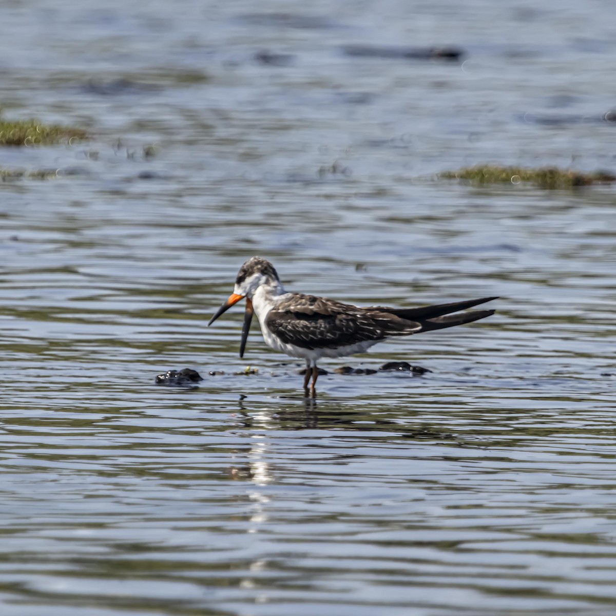 Black Skimmer - ML640974727