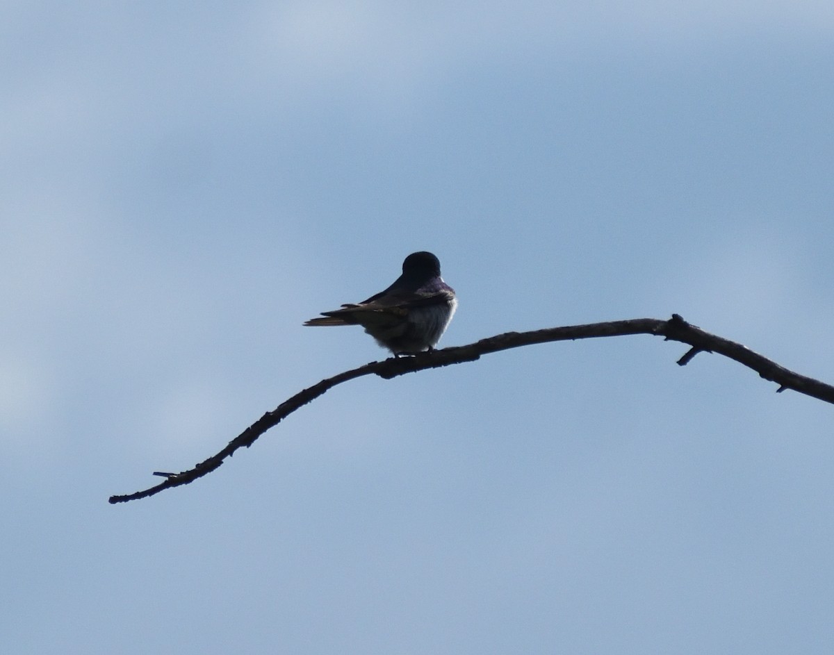 Violet-green Swallow - ML640974742