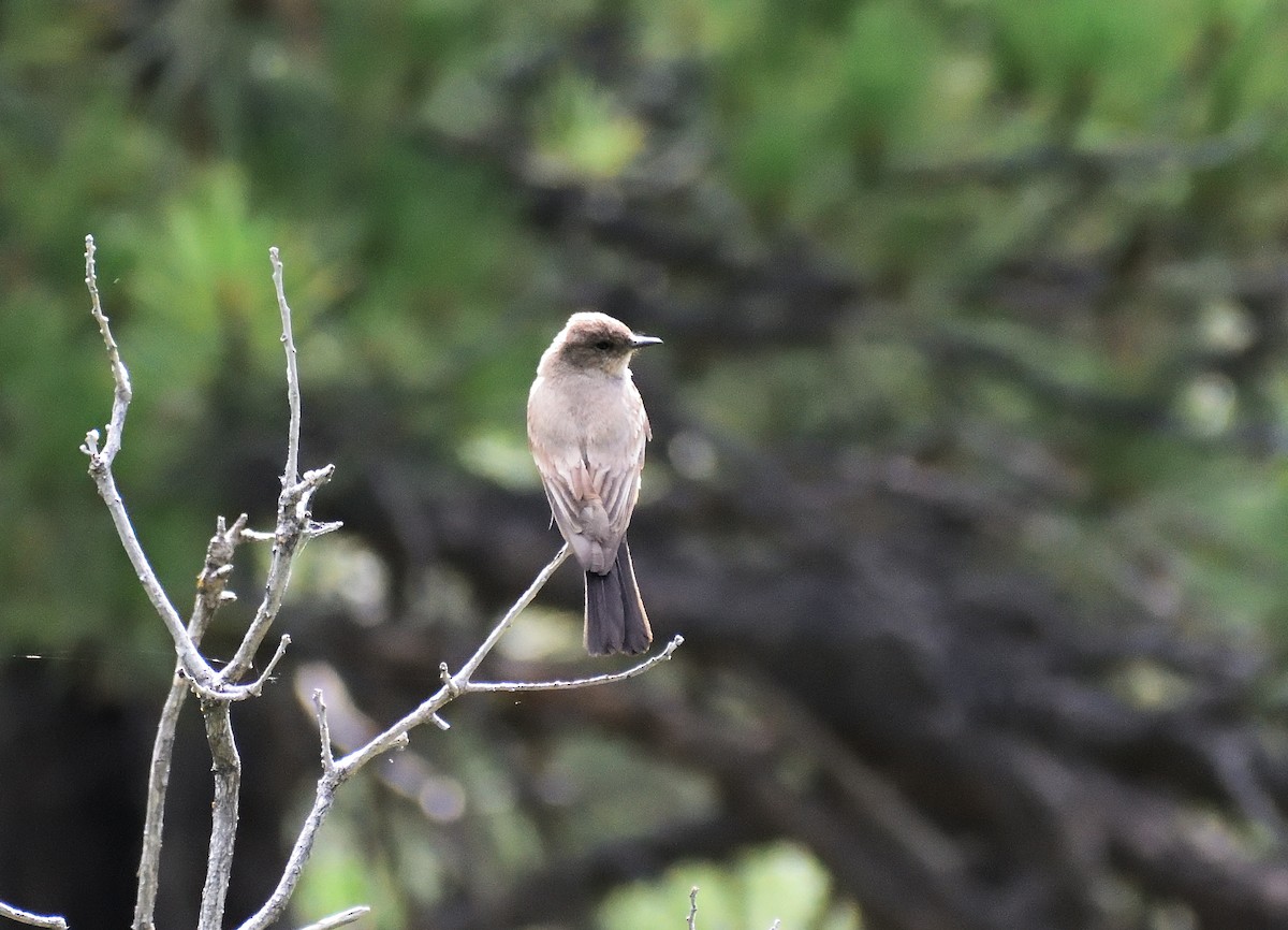 Say's Phoebe - ML640974760