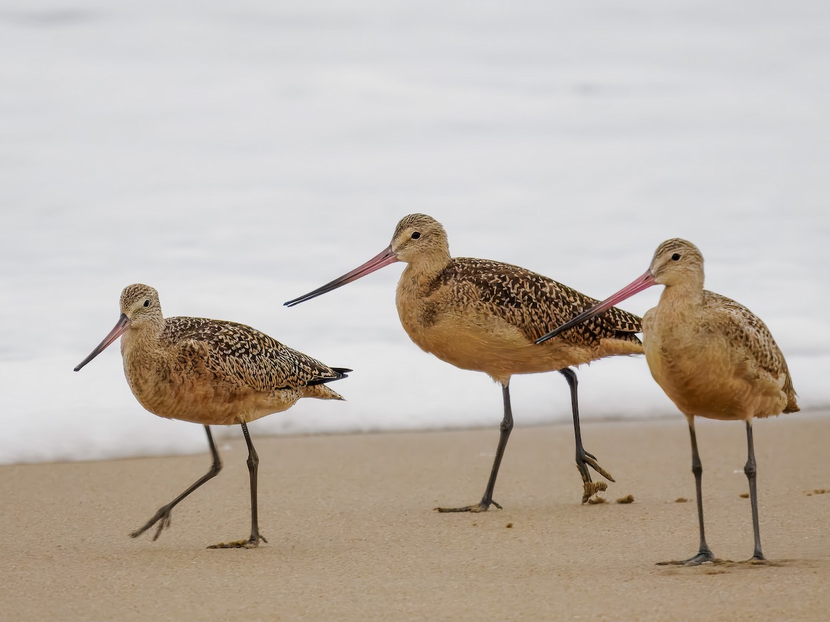 Marbled Godwit - ML640974764