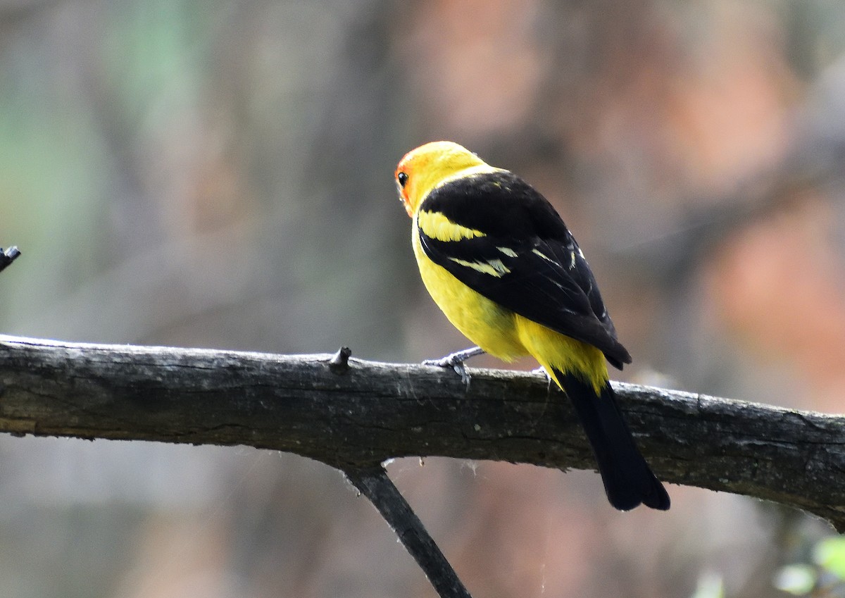 Western Tanager - ML640974766